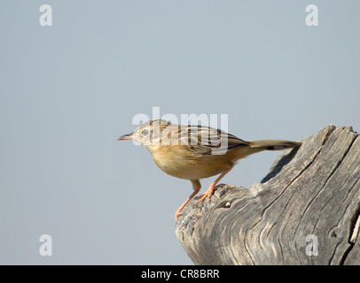 Cistensänger Cisticola Cisticola kommt auch als Fan tailed Warbler La Janda Südspanien Stockfoto