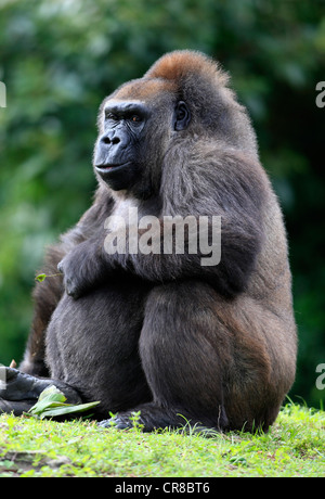 Flachlandgorilla (Gorilla Gorilla), Erwachsener, Frau, gefangen, Florida, USA, Nordamerika Stockfoto