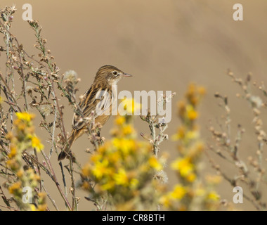 Cistensänger Cisticola Cisticola kommt auch als Fan tailed Warbler La Janda Südspanien Stockfoto