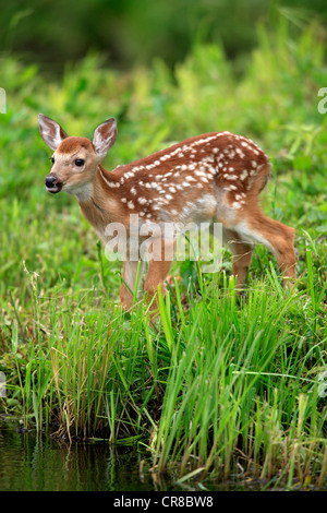 Weiß - angebundene Rotwild (Odocoileus Virginianus), fawn, auf einer Wiese am Wasser, Minnesota, USA, Nordamerika Stockfoto