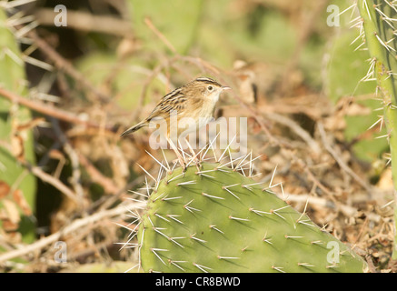 Cistensänger Cisticola Cisticola kommt auch als Fan tailed Warbler La Janda Südspanien Stockfoto