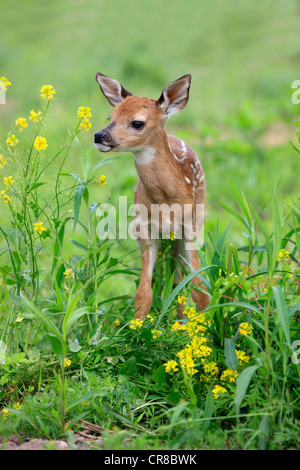 Weiß - angebundene Rotwild (Odocoileus Virginianus), fawn, auf einer Wiese, Minnesota, USA, Nordamerika Stockfoto