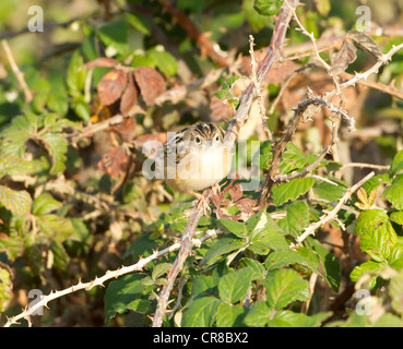 Cistensänger Cisticola Cisticola kommt auch als Fan tailed Warbler La Janda Südspanien Stockfoto