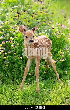 Weiß - angebundene Rotwild (Odocoileus Virginianus), fawn, auf einer Wiese, Minnesota, USA, Nordamerika Stockfoto