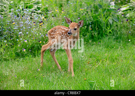 Weiß - angebundene Rotwild (Odocoileus Virginianus), fawn, auf einer Wiese, Minnesota, USA, Nordamerika Stockfoto