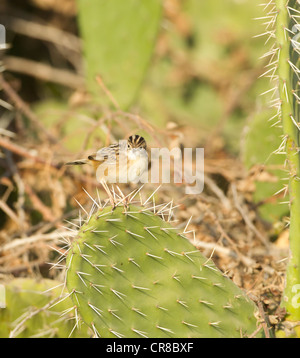 Cistensänger Cisticola Cisticola kommt auch als Fan tailed Warbler La Janda Südspanien Stockfoto