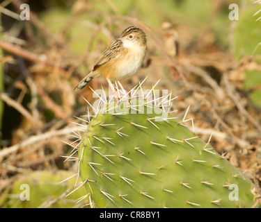 Cistensänger Cisticola Cisticola kommt auch als Fan tailed Warbler La Janda Südspanien Stockfoto