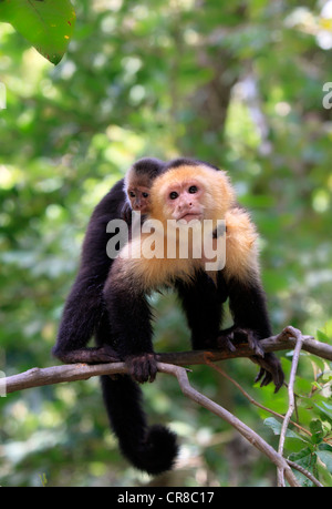 Gescheckte Kapuziner, White-faced Kapuziner oder weißer-throated Kapuziner (Cebus Capucinus), Mutter und jung, Baum, Roatan Stockfoto