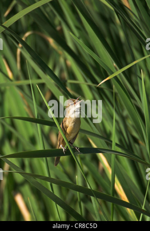 Große Reed Warbler Acrocephalus Arundinaceus singen im Röhricht Spanien Stockfoto