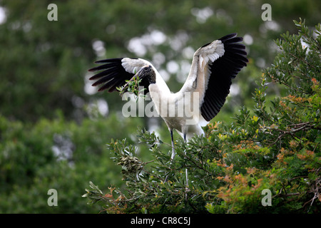 Holz-Storch (Mycteria Americana), Erwachsene auf Baum, Verbreitung Flügel mit Verschachtelung Material, Florida, USA Stockfoto