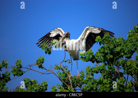 Holz-Storch (Mycteria Americana), Erwachsene auf Baum, Verbreitung Flügel mit Verschachtelung Material, Florida, USA Stockfoto