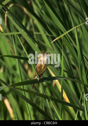 Große Reed Warbler Acrocephalus Arundinaceus singen im Röhricht Spanien Stockfoto