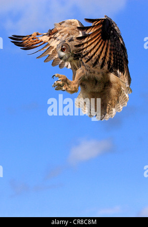 Adler-Eule (Bubo Bubo), Erwachsene, im Flug, Deutschland, Europa Stockfoto