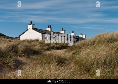 Piloten auf dem Land auf Llanddwyn Insel Anglesey North Wales Stockfoto