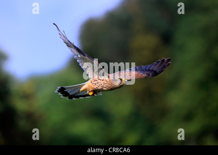 Turmfalke (Falco Tinnunculus), Erwachsene, Männlich, im Flug, Deutschland, Europa Stockfoto