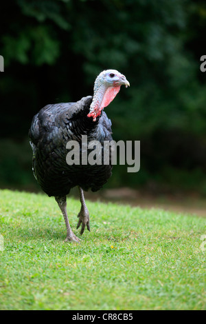 Wilder Truthahn (Meleagris Gallopavo), Erwachsene, Deutschland, Europa Stockfoto