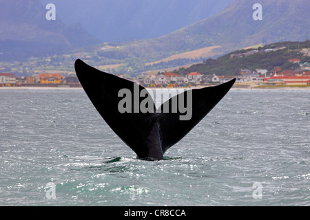 Fluke, Southern Right Whale (Balaena Cyclopoida), Erwachsene, Simons Town, Südafrika, Afrika Stockfoto