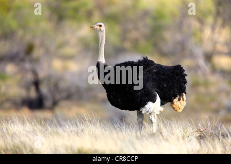 Südlichen Strauß (Struthio Camelus Australis), Männlich, Mountain Zebra National Park, Südafrika, Afrika Stockfoto