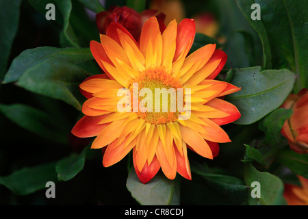 Goldene Everlasting (Helichrysum Bracteatum), Blume, Deutschland, Europa Stockfoto