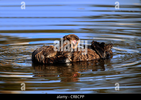 Seeotter (Enhydra Lutris), Mutter mit jungen, im Wasser, Monterey, Kalifornien, USA Stockfoto