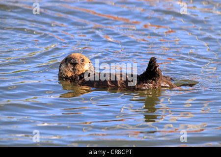 Seeotter (Enhydra Lutris), junge im Wasser, Monterey, Kalifornien, USA Stockfoto