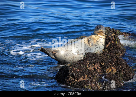 Seehunde (Phoca Vitulina), Erwachsene, auf Felsen, Monterey, Kalifornien, USA Stockfoto