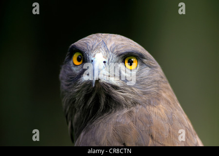 Schlange Schlangenadler (Circaetus Gallicus), Erwachsene, Porträt, Cape Town, Südafrika Stockfoto