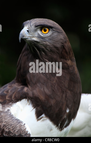 Schlange Schlangenadler (Circaetus Gallicus), Erwachsene, Porträt, Cape Town, Südafrika Stockfoto