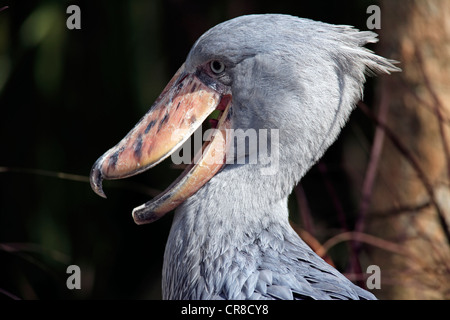 Schuhschnabel (Balaeniceps Rex), Erwachsene, Porträt, in Gefangenschaft, Kalifornien, USA Stockfoto