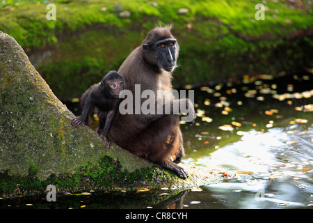 Celebes crested Makaken (Macaca Nigra), Mutter mit jungen, Felsen, Wasser, in Gefangenschaft, Singapur, Südostasien Stockfoto
