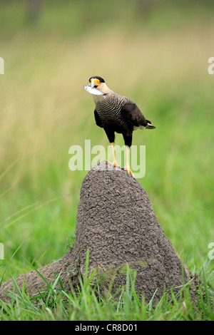 Südlichen crested Karakara (Caracara Plancus), Erwachsene, auf Termite Mound, mit Beute, Fisch, Pantanal, Brasilien, Südamerika Stockfoto