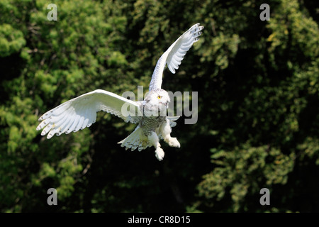 Schnee-Eule (Nyctea Scandiaca), Erwachsene im Flug, Deutschland, Europa Stockfoto