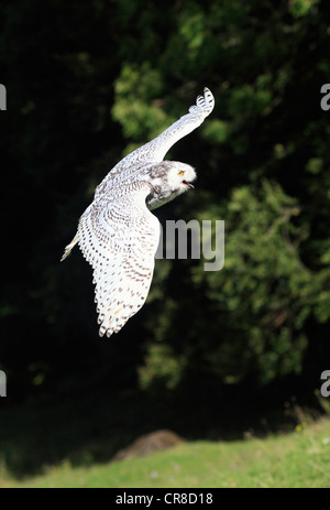 Schnee-Eule (Nyctea Scandiaca), Erwachsene im Flug, Deutschland, Europa Stockfoto