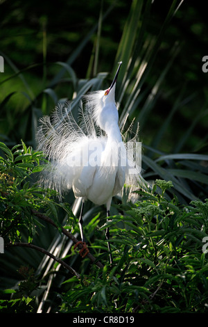 Snowy Silberreiher (Egretta unaufger), Erwachsene, auf Baum, Zucht Gefieder, Balz, Florida, USA Stockfoto