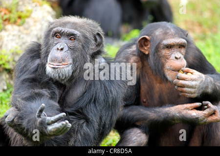 Schimpanse (Pan Troglodytes Troglodytes), Halbwüchsige und Mutter, Gefangenschaft, Florida, USA Stockfoto