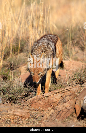 Black-backed Jackal (Canis Mesomelas), Erwachsener, Mountain Zebra National Park, Südafrika, Afrika Stockfoto