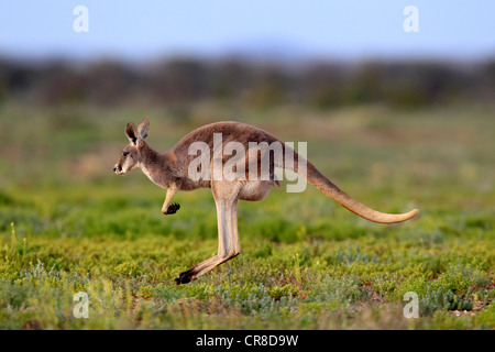 Roter Känguruh (Macropus Rufus), Erwachsene, springen, Tibooburra, Sturt Nationalpark, New South Wales, Australien Stockfoto