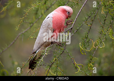 Rosakakadu oder Rose-breasted Cockatoo (Eolophus Roseicapillus), Erwachsene, Fütterung, Outback, Northern Territory, Australien Stockfoto