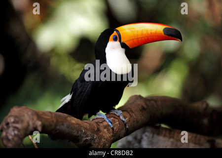 Riesentukan (Ramphastos Toco), Erwachsene, thront auf Baum, Pantanal, Brasilien, Südamerika Stockfoto