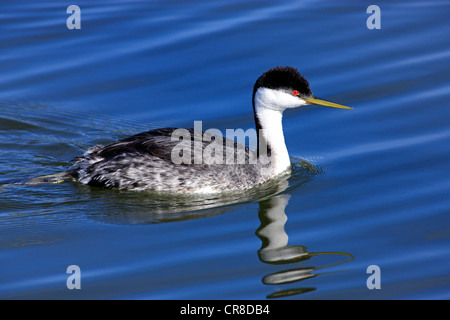 Western Grebe (Aechmophorus Occidentalis), Erwachsene, Schwimmen, Monterey, Kalifornien, USA Stockfoto