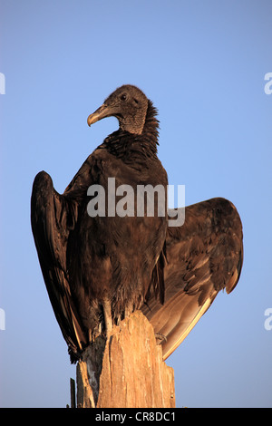 Mönchsgeier oder amerikanische Schwarzgeier (Coragyps Atratus), Erwachsene, thront auf stumpf, Sonnenbaden, Florida, USA Stockfoto