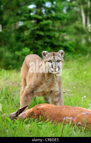 Cougar oder Puma (Puma Concolor, Felis Concolor), Erwachsene mit Beute, Minnesota, USA Stockfoto