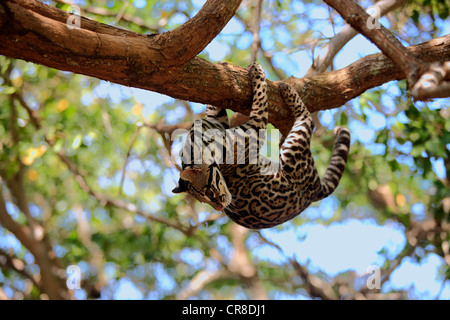 Ozelot (pardalis Pardalis, Felis Pardalis), männlichen Erwachsenen Klettern ein Baum, Honduras, Mittelamerika Stockfoto