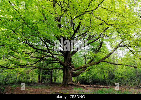 Buche im Frühjahr Blatt im Surrey Hills, in der Nähe von Dorking England Großbritannien Stockfoto