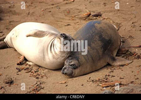 Nördlichen See-Elefanten (Mirounga Angustirostris), Welpen an einem Strand, Piedra Blancas, California, USA Stockfoto