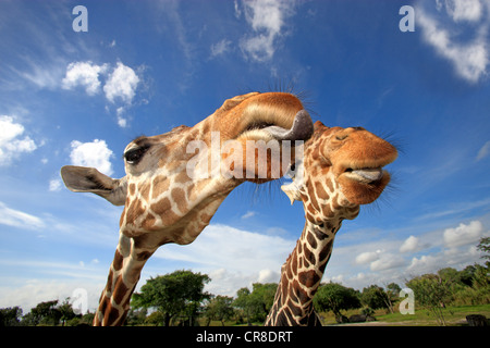 Zwei retikuliert Giraffen (Giraffa Plancius Reticulata), Erwachsene, Porträt, in Gefangenschaft, Florida, USA Stockfoto