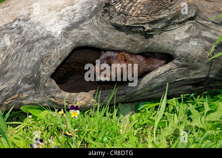 Amerikanischen Mink (Neovison Vison, Mustela Vison), Erwachsene in seiner Höhle, Minnesota, USA Stockfoto