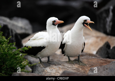 Nazca Booby (Sula Granti), Erwachsene, paar, stehen auf Felsen, mit der Aufforderung, Galapagos-Inseln, Ecuador, Südamerika Stockfoto