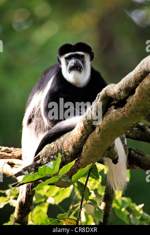 Angola Colobus oder angolanischen schwarz-weißen Stummelaffen (Colobus Angolensis), Erwachsenen sitzen auf Baum, Gefangenschaft, Singapur Stockfoto
