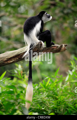 Angola Colobus oder angolanischen schwarz-weißen Stummelaffen (Colobus Angolensis), Erwachsenen sitzen auf Baum, Gefangenschaft, Singapur Stockfoto